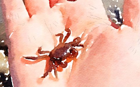 little crab