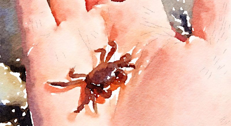 little crab