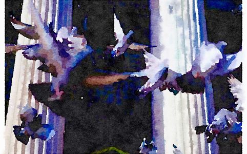 pigeons