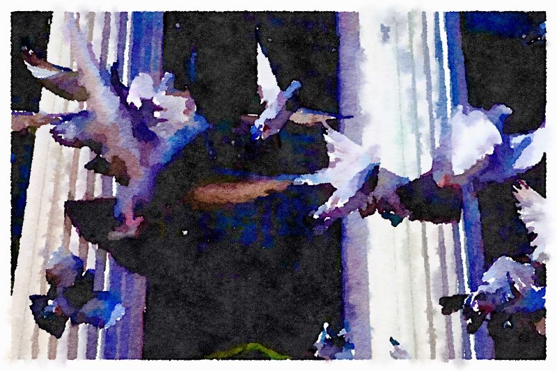 pigeons